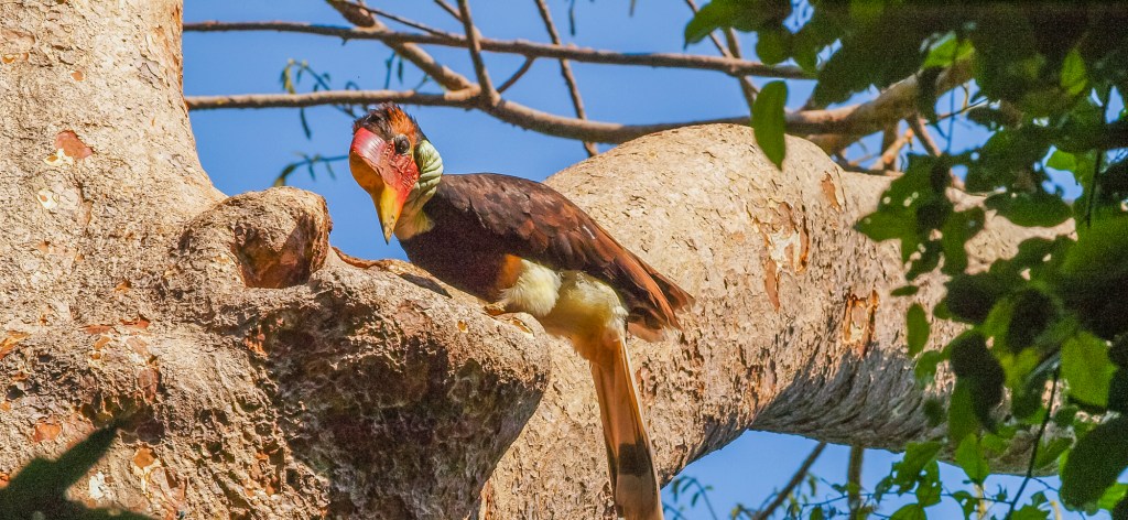 Hornbills & Humans